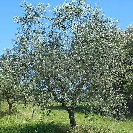 Country house Casal Ferriano