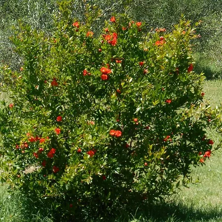 Casal Ferriano Fano